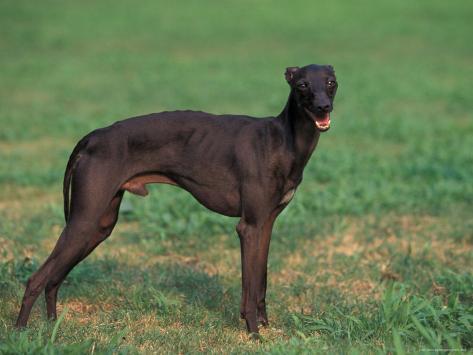 whippet black
