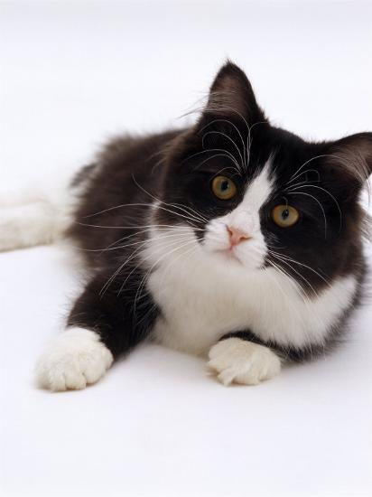 Domestic Cat 6 Month Black And White Semi Longhaired Female Cat