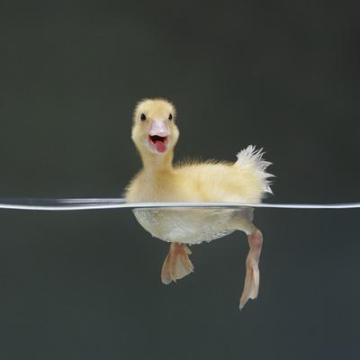 Duckling Swimming On Water Surface Uk Photographic Print Jane Burton Allposters Com