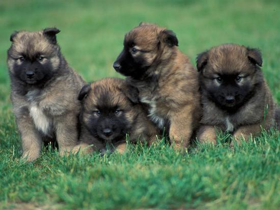 domestic dogs belgian malinois