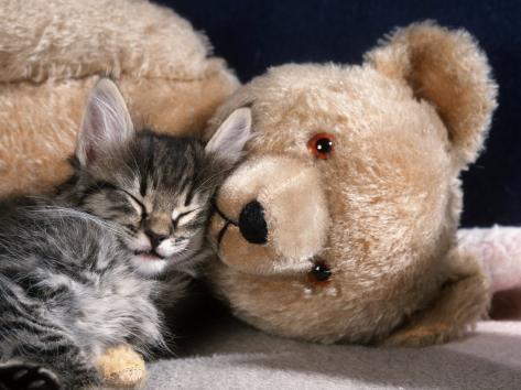 kitten with teddy bear