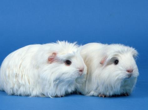 coronet guinea pig