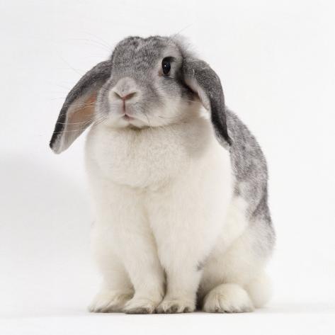 white lop rabbit