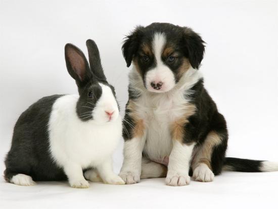 Tricolour Border Collie Puppy With Blue Dutch Rabbit Photographic Print Jane Burton Allposters Com