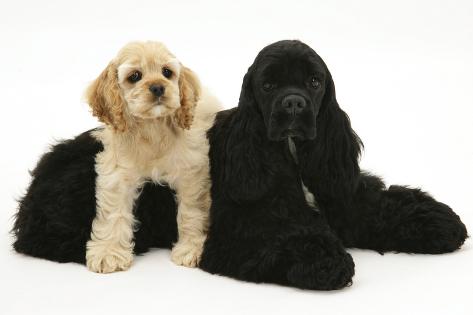 black american cocker spaniel