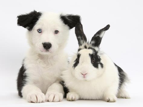 border collie puppy white