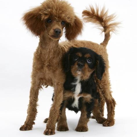 king charles spaniel poodle puppy