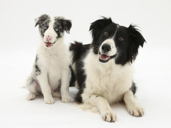 black-and-white border collie, and blue merle puppy, 10 weeks