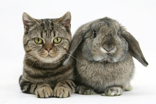 British Shorthair Brown Tabby Cat Tiger Lily With Agouti Lop