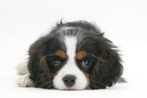 tri color cavalier king charles spaniel puppy