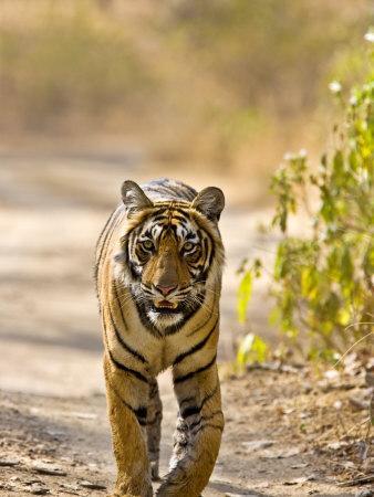 Bengal Tiger Rear View Walking Along Track in 