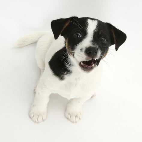 russell terrier black and white