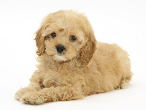american cocker spaniel cross poodle