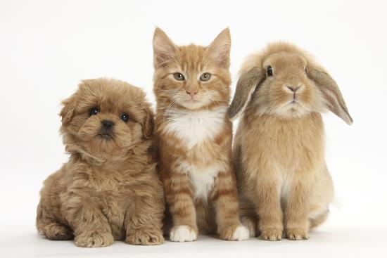 'Peekapoo (Pekingese X Poodle) Puppy, Ginger Kitten and Sandy Lop Rabbit, Sitting Together