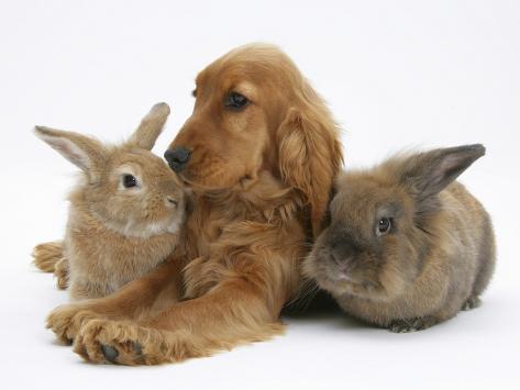 golden english spaniel