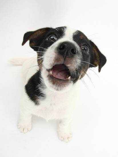 smooth coated jack russell