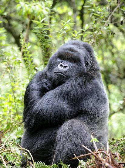 'Male Silverback Mountain Gorilla Sitting, Volcanoes National Park ...
