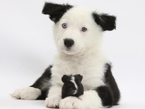 border collie puppy black and white