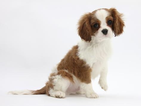 blenheim cavalier king