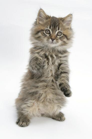 'Maine Coon Kitten, 8 Weeks, Standing Up, with Paws Stretched ...