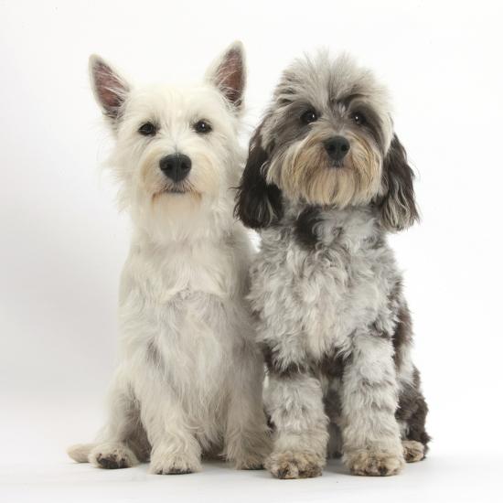 West Highland Black Terriers Goldenacresdogs Com