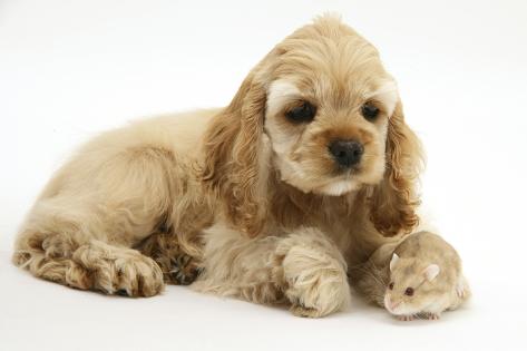 buff cocker spaniel puppy