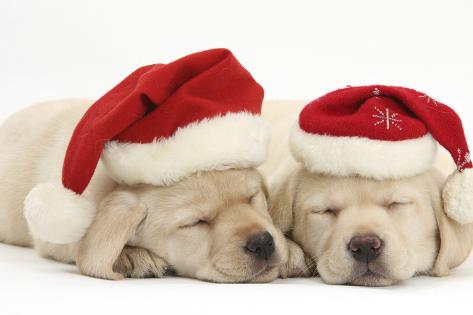 yellow lab christmas