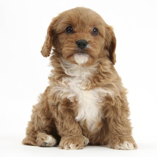 Cavapoo Cavalier King Charles Spaniel X Poodle Puppy 6 Weeks Sitting