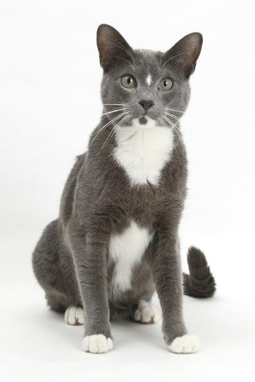Blue-And-White Burmese-Cross Cat, Levi, Sitting ...