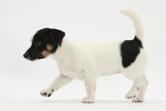 Smooth Coated Jack Russell Terrier Puppy Black And White