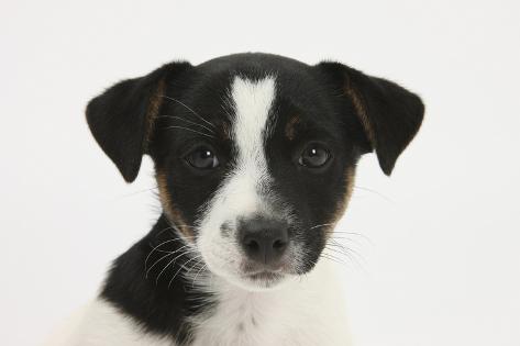 russell terrier black and white