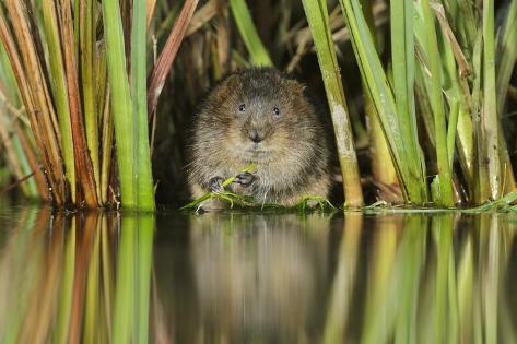Water Vole (Arvicola Amphibius - Arvicola Terrestris ...