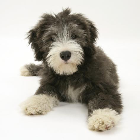 bearded collie puppies for sale