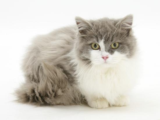 Ragdoll X British Shorthair Kitten 12 Weeks Photographic Print By