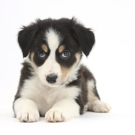 tri coloured border collie puppy