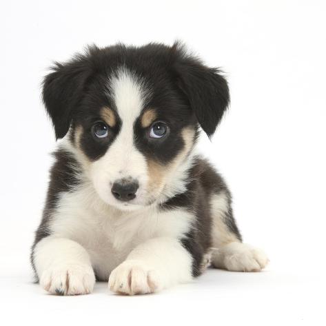 border collie tri colour puppy