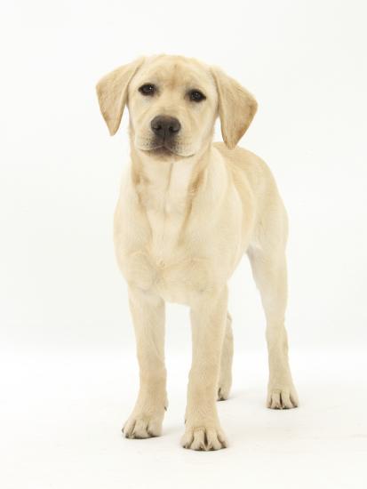 Yellow Labrador Retriever Puppy 5 Months Standing