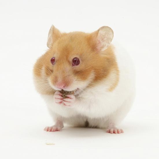 Short Haired Syrian Hamster Stuffing Its Pouches Photographic