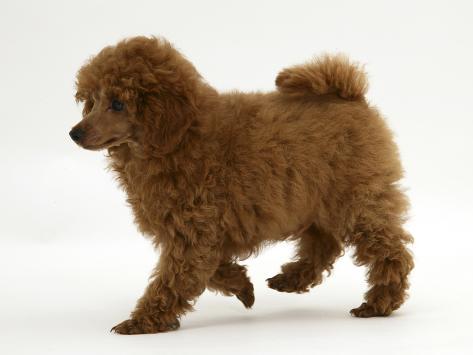 marilyn's little red toy poodles