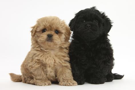 pekingese and poodle