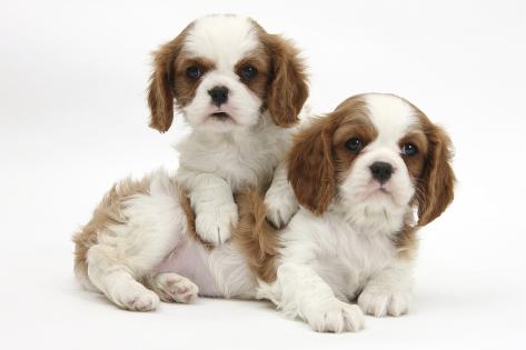blenheim cavalier king