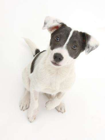 blue jack russell