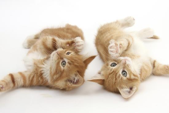 two ginger kittens rolling playfully on their backs photographic