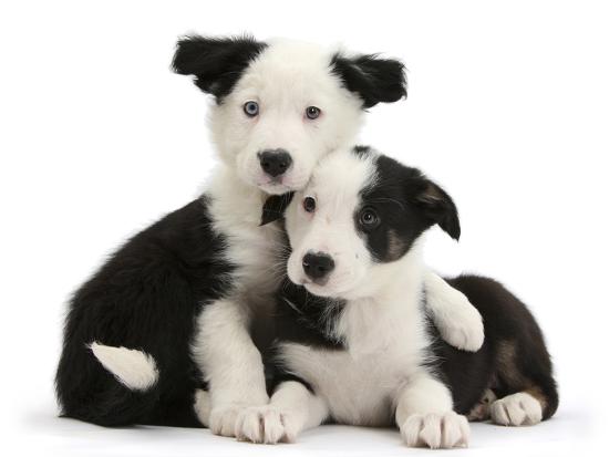 Two Black And White Border Collie Puppies Photographic Print By