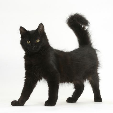 fluffy black kitten