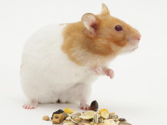 Short Haired Syrian Hamster With Food Seeds Photographic Print By