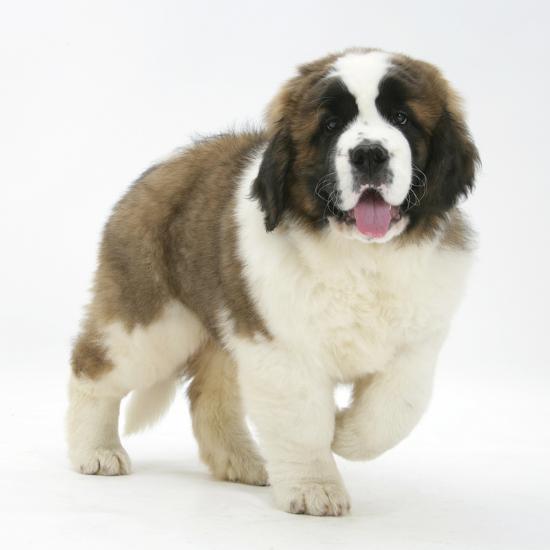 Saint Bernard Puppy Vogue Photographic Print Mark Taylor Saint Bernard Puppy Vogue
