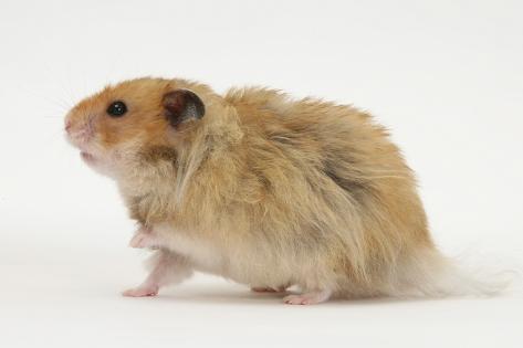 syrian long haired hamster