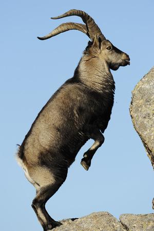 'Male Spanish Ibex Standing on Hind Legs, About to Jump, Sierra De
