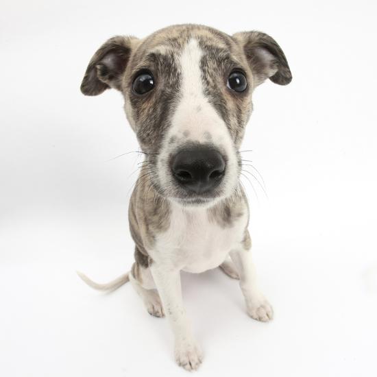 Brindle And White Whippet Puppy 9 Weeks Photographic Print By